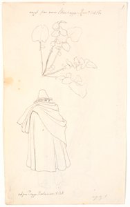 研究蒲公英植物和裹在斗篷里的意大利人 作者 约翰·托马斯·伦比