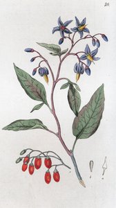 苦艾草 Solanum dulcamara, 1804-1811