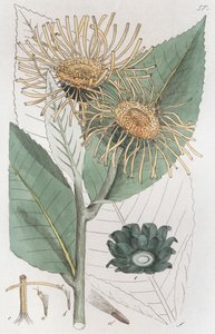 Elecampane Inula helenium, 1804-1811年