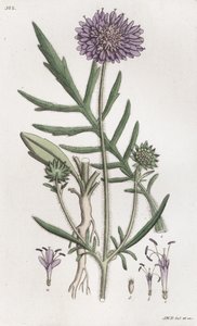 田野杂草 Knautia arvensis, 1804-1811