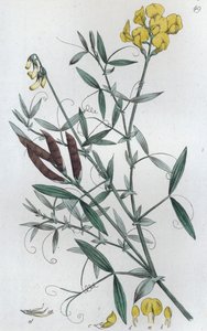 草地番茄 Lathyrus pratensis, 1804-1811