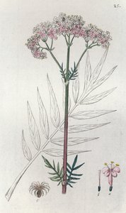 缬草 Valeriana officinalis, 1804-1811年