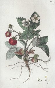 野生草莓 Fragaria vesca, 1804-1811
