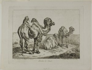 单峰驼和骆驼 作者 约翰·亚当·克莱因（Johann Adam Klein）
