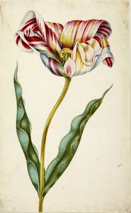 郁金香，约1660年。 作者 约翰·巴塞洛缪斯·布劳恩