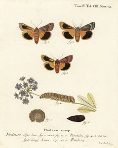 宽边黄翅鸟，Noctua fimbriata。Johann Carl Bock根据Eugenius Johann Christoph Esper的Die Schmetterlinge in Abbildungen nach der Natur（埃尔朗根）所作的手绘铜版画。 作者 约翰·卡尔·博克（Johann Carl Bock）