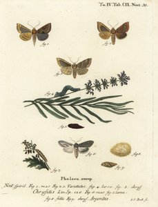 烧焦的黄铜蛾，Diachrysia chrysitis 1-5，和绿色的银斑鲨，Cucullia argentea 6-9。Johann Carl Bock根据Eugenius Johann Christoph Esper的Die Schmetterlinge in Abbildungen nach der Natur, Erlange所作的手绘铜版画。