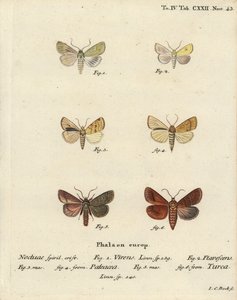 伯伦绿，Calamia tridens 1，黧黑，Xanthia icteritia 2，角状条纹黧黑，Enargia paleacea 3,4，和双线，Mythimna turca 5,6。Johann Carl Bock根据Eugenius Johann Christoph Esper的Die Schmetterlinge手绘铜版画。 作者 约翰·卡尔·博克（Johann Carl Bock）