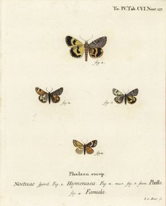 Catocala hymenaea 1, Amerila puella 2,3, and Isturgia famula moths 4. Johann Carl Bock根据Eugenius Johann Christoph Esper的Die Schmetterlinge in Abbildungen nach der Natur（埃尔朗根）手绘铜版画。 作者 约翰·卡尔·博克（Johann Carl Bock）