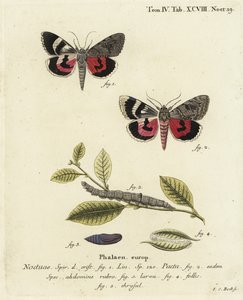 Catocala pacta moth.Johann Carl Bock根据Eugenius Johann Christoph Esper的Die Schmetterlinge in Abbildungen nach der Natur（埃尔朗根）所作的手绘铜版画。 作者 约翰·卡尔·博克（Johann Carl Bock）
