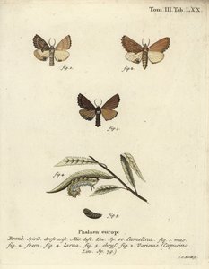Coxcomb突出，Ptilodon capucinus。 作者 约翰·卡尔·博克（Johann Carl Bock）