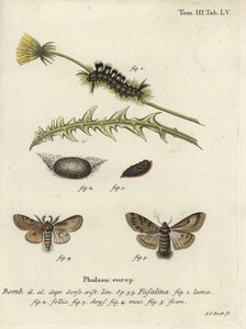 暗草丛，Dicallomera fascelina。 作者 约翰·卡尔·博克（Johann Carl Bock）