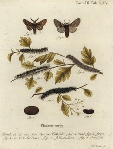 十二月蛾，Poecilocampa populi。 作者 约翰·卡尔·博克（Johann Carl Bock）