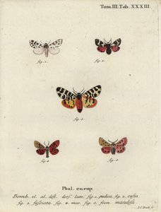 离散的陪葬品和虎斑蛾。 作者 约翰·卡尔·博克（Johann Carl Bock）