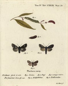 点，Melanchra persicariae 1-4，Dryobota labecula 5。Johann Carl Bock根据Eugenius Johann Christoph Esper的Die Schmetterlinge in Abbildungen nach der Natur（埃尔朗根）手绘铜版画。 作者 约翰·卡尔·博克（Johann Carl Bock）
