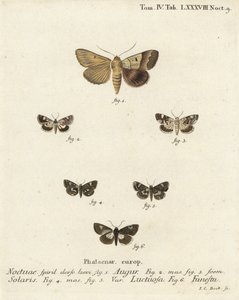双镖或占卜者，Graphiphora augur 1，苍白的肩膀，Acontia lucida 2,3，四斑蛾，Tyta luctuosa 4,5，以及德鲁伊蛾，Aedia funesta 6。Johann Carl Bock根据Eugenius Johann Christoph Esper的《Die Sch》手绘铜版画。 作者 约翰·卡尔·博克（Johann Carl Bock）