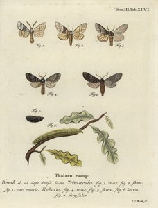 Drymonia dodonaea moth. 作者 约翰·卡尔·博克（Johann Carl Bock）