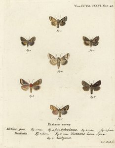 昏暗的锦葵，Eremobia ochroleuca 1,4，Cynaeda dentalis 2,3，耳蛾，Amphipoea oculea 5,6，和普通的乡下人，Mesapamea secalis 7。 Johann Carl Bock根据Eugenius Johann Christoph Esper的Die Schmetterlinge in Abbild手工彩色铜版画。 作者 约翰·卡尔·博克（Johann Carl Bock）