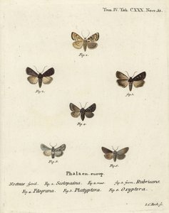 Garden dart, Euxoa nigricans 1-3, Hadena filograna 4, antirrhinum brocade, Calophasia platyptera 5, Simyra nervosa 6. Johann Carl Bock根据Eugenius Johann Christoph Esper的《Die Schmetterlinge in Abbildungen nach der》手工彩色铜版画。 作者 约翰·卡尔·博克（Johann Carl Bock）