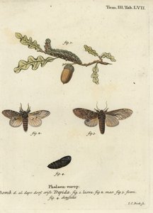 很突出，Peridea anceps。 作者 约翰·卡尔·博克（Johann Carl Bock）