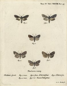 绿色的银斑鲨，Cucullia argentea 1,2，秋天的质朴，Eugnorisma glareosa 4，八十人图，Tethea ocularis 4-6。Johann Carl Bock根据Eugenius Johann Christoph Esper的Die Schmetterlinge in Abbildun手绘铜版画。 作者 约翰·卡尔·博克（Johann Carl Bock）