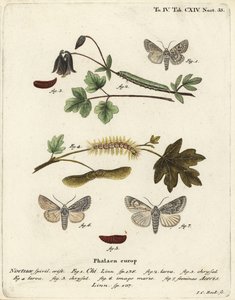 灰色的chi，Antitype chi 1和camore moth，Acronicta aceris 2-7。Johann Carl Bock根据Eugenius Johann Christoph Esper的Die Schmetterlinge in Abbildungen nach der Natur（埃尔朗根）手绘铜版画。 作者 约翰·卡尔·博克（Johann Carl Bock）