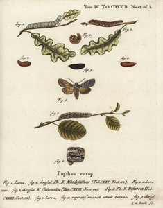 灰色的肩结，Lithophane ornitopus 1,2，跳动的栗子，Agrochola helvola 3-5，符合者，Lithophane furcifera 6-9。Johann Carl Bock根据Eugenius Johann Christoph Esper的Die Schmetterlinge in Abbildungen n手绘铜版画。 作者 约翰·卡尔·博克（Johann Carl Bock）