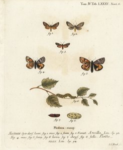 女仆蛾，Dysauxes ancilla 1-3，和橙色的下翼，Archiearis parthenias 4-8。Johann Carl Bock根据Eugenius Johann Christoph Esper的Die Schmetterlinge in Abbildungen nach der Natur（埃尔朗根）所作的手绘铜版画。 作者 约翰·卡尔·博克（Johann Carl Bock）