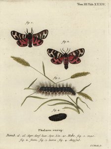 希伯虎蛾，Arctia festiva。