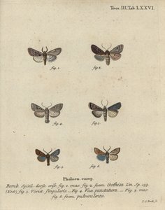希伯来文字，黑点栗子，小奎克蛾等。 作者 约翰·卡尔·博克（Johann Carl Bock）