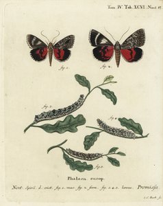 浅红色的翼下蛾，Catocala promissa。Johann Carl Bock根据Eugenius Johann Christoph Esper的Die Schmetterlinge in Abbildungen nach der Natur（埃尔朗根）所作的手绘铜版画。 作者 约翰·卡尔·博克（Johann Carl Bock）