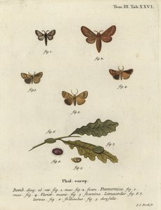 Malacosoma franconicum moth and festoon, Apoda limacodes. 作者 约翰·卡尔·博克（Johann Carl Bock）