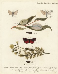 米勒蛾，Acronicta leporina 1-5，以及朱砂蛾，Tyria jacobaeae 6-8。Johann Carl Bock根据Eugenius Johann Christoph Esper的Die Schmetterlinge in Abbildungen nach der Natur（埃尔朗根）所作的手绘铜版画。