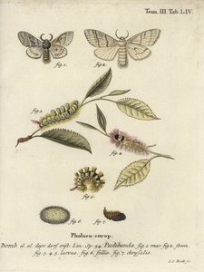 苍白的草丛，Calliteara pudibunda。 作者 约翰·卡尔·博克（Johann Carl Bock）