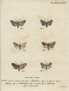 奎克粉、红栗子、砖头蛾等。 作者 约翰·卡尔·博克（Johann Carl Bock）