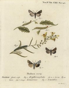 红头栗子，Conistra erythrocephala 1-4，蟾酥锦，Calophasia lunula 5和灰肩结，Lithophane ornitopus 6。Johann Carl Bock根据Eugenius Johann Christoph Esper的Die Schmetterlinge in Abb手绘铜版画。