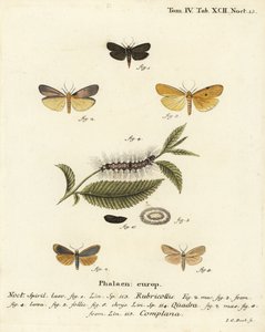 红颈脚夫，Atolmis rubricollis 1，，四斑脚夫，Lithosia quadra 2-6，以及水牛脚夫，Katha depressa 7,9。Johann Carl Bock根据Eugenius Johann Christoph Esper的Die Schmetterlinge in Abbildungen na手绘铜版画。