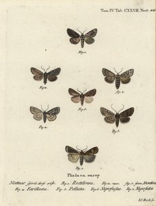 萨克森蛾，Hyppa rectilinea 1，剪子蛾，Hada plebeja 2,3，沼泽匕首，Acronicta strigosa 4，褐斑针叶，Agrochola litura 5，白线镖，Euxoa nigrofusca 6，Opigena polygona 7。约翰-卡尔-博克的手绘铜版画。 作者 约翰·卡尔·博克（Johann Carl Bock）