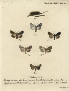 罕见的匕首，Acronicta auricoma 1-3，梧桐蛾，Acronicta aceris，肉豆蔻蛾4,5，Hadula trifolii 6和各种冠状物，Hadena compta 7。Johann Carl Bock根据Eugenius Johann Christoph Esper的Die Schmetterling手绘铜版画。 作者 约翰·卡尔·博克（Johann Carl Bock）