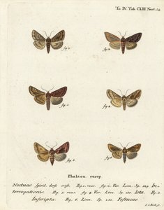 罕见的银Y，Syngrapha interrogationis 1,2，普通的金Y，Autographa jota 3-5，金斑，Plusia festucae 6。Johann Carl Bock根据Eugenius Johann Christoph Esper的Die Schmetterlinge in Abbildungen nach der Nat进行的手绘铜版雕刻。 作者 约翰·卡尔·博克（Johann Carl Bock）