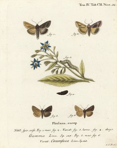 银Y蛾，Autographa gamma 1-4和埃塞克斯Y蛾，Cornutiplusia circumflexa 5,6。Johann Carl Bock根据Eugenius Johann Christoph Esper的Die Schmetterlinge in Abbildungen nach der Natur（埃尔朗根）所作的手绘铜版画。 作者 约翰·卡尔·博克（Johann Carl Bock）