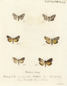 斑点三叶草，Schinia scutosa 1,2，Epilecta linogrisea 3，Guernsey underwing, Polyphaenis sericata 4，和Straw underwing, Thalpophila matura 5,6。Johann Carl Bock根据Eugenius Johann Christoph Esper的Die Schmette手绘铜版画。 作者 约翰·卡尔·博克（Johann Carl Bock）