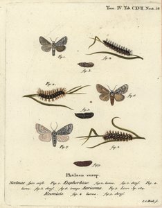 Sweet gale moth, Acronicta euphorbiae 1-5, scarce dagger, Acronicta auricoma 6, and knot grass moth, Acronicta rumicis 7-9. Handcoloured copperplate engraving by Johann Carl Bock after Eugenius Johann Christoph Esper’s Die Schmetterlinge in Abbildungen nac 作者 约翰·卡尔·博克（Johann Carl Bock）