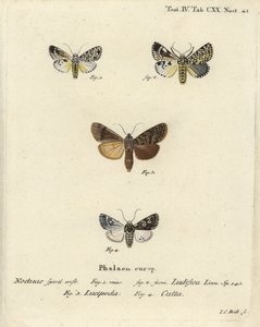 Trichosea ludifica 1,2，南方的乡村，Rhyacia lucipeta 3，和Lamprosticta culta 4。Johann Carl Bock根据Eugenius Johann Christoph Esper的Die Schmetterlinge in Abbildungen nach der Natur（埃尔朗根）所作的手绘铜版画。 作者 约翰·卡尔·博克（Johann Carl Bock）