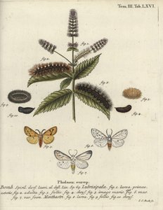 白貂，Spilosoma lubricipeda。