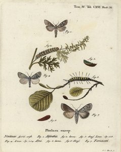 虫草蛾，Cucullia absinthii 1-3，桤木蛾，Acronicta alni 4-6，以及Cucullia tanaceti 7。Johann Carl Bock根据Eugenius Johann Christoph Esper的Die Schmetterlinge in Abbildungen nach der Natur（埃尔朗根）所作的手绘铜版画。 作者 约翰·卡尔·博克（Johann Carl Bock）