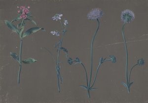 三朵花的研究》，1781年。 作者 约翰·克里斯蒂安·奥古斯特·伯恩鲍姆