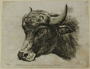 水牛头朝左边，选自《Die Zweite Thierfolge 作者 约翰·克里斯汀·赖因哈特（Johann Christian Reinhart）