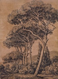 J C Reinhart 伞形松 1791 年 作者 约翰·克里斯汀·赖因哈特（Johann Christian Reinhart）