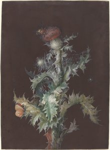 有昆虫的蓟草 作者 约翰·克里斯托夫·迪茨施（Johann Christoph Dietzsch）